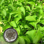 Stevia Rebaudiana Herbal Plant Seeds for planting in vegetable patch