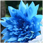 Blue dahlia flower seeds for beautiful garden planting