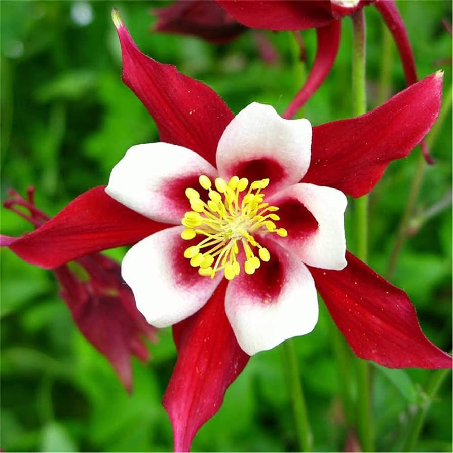 Columbine Aquilegia Vulgaris Red Kalvarienberg Flower Seeds for Planting – Ideal for Cottage Gardens and Pollinator Beds