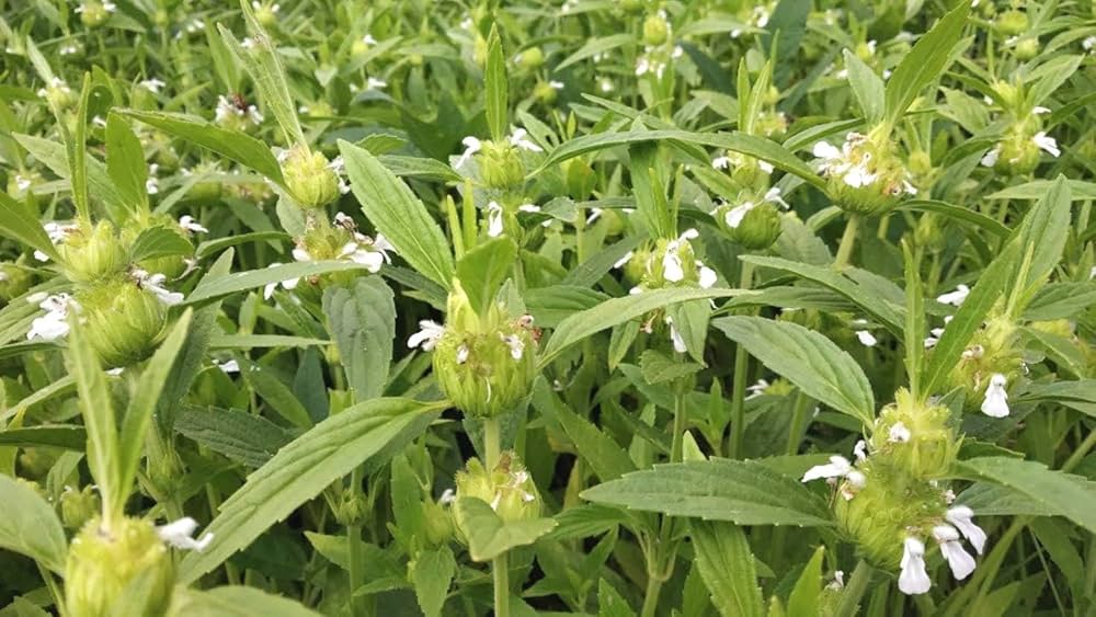 Calamint – small herb plant seeds for pollinator gardens