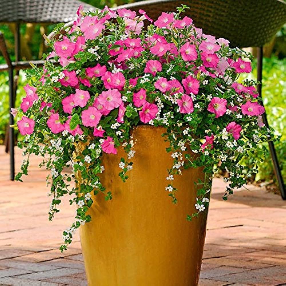 Double Petals Petunia Petunia spp. for planting in hanging baskets