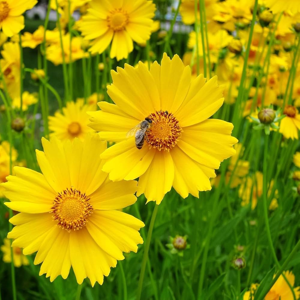 Coreopsis Rosea Seeds – Seeds for Growing Pink Threadleaf Tickseed in Your Garden