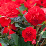Tuberous Begonia Red Flower Seeds for Planting - NON GMO Seeds Dhara Seeds