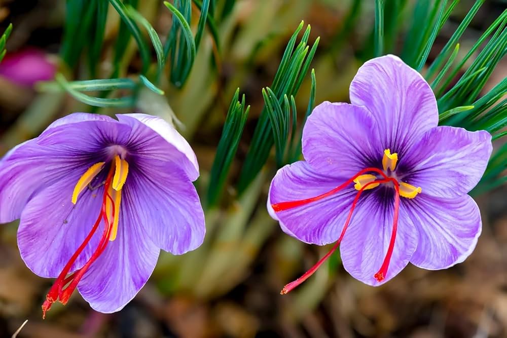 Crocus Sativus Saffron Flowering Seeds For Planting in home garden or culinary beds