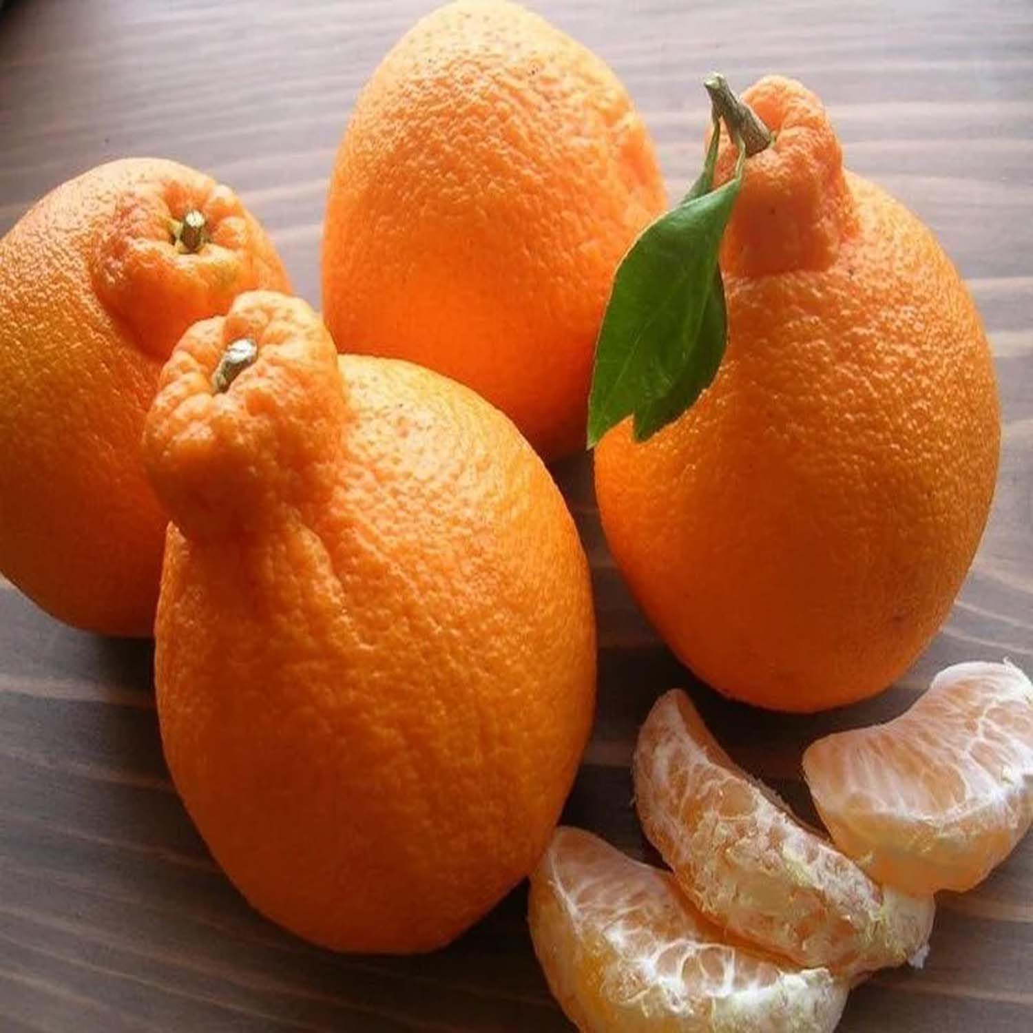 Dekopon (Citrus reticulata × Citrus sinensis)