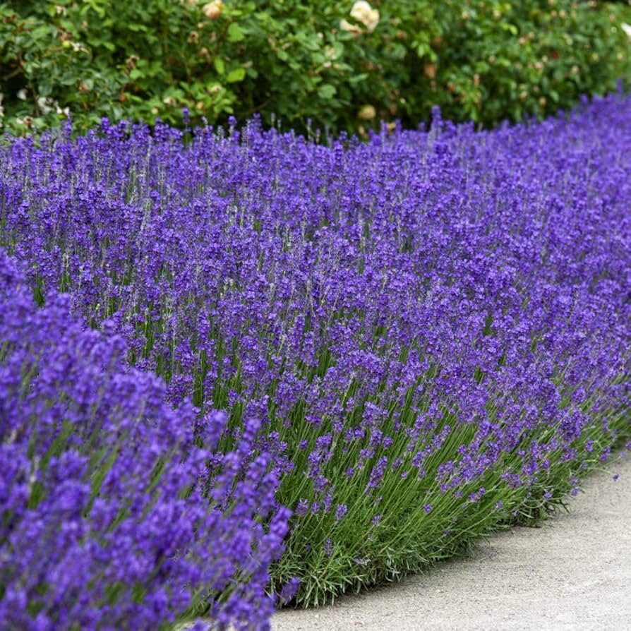 Heirloom Non-GMO Elegance Sky Blue Lavender - Seeds for Fragrant, Beautiful Garden Blooms