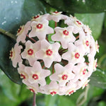 Aleurites Flower Seeds for Planting, Unique Blooms, 100 pcs for planting in your garden.