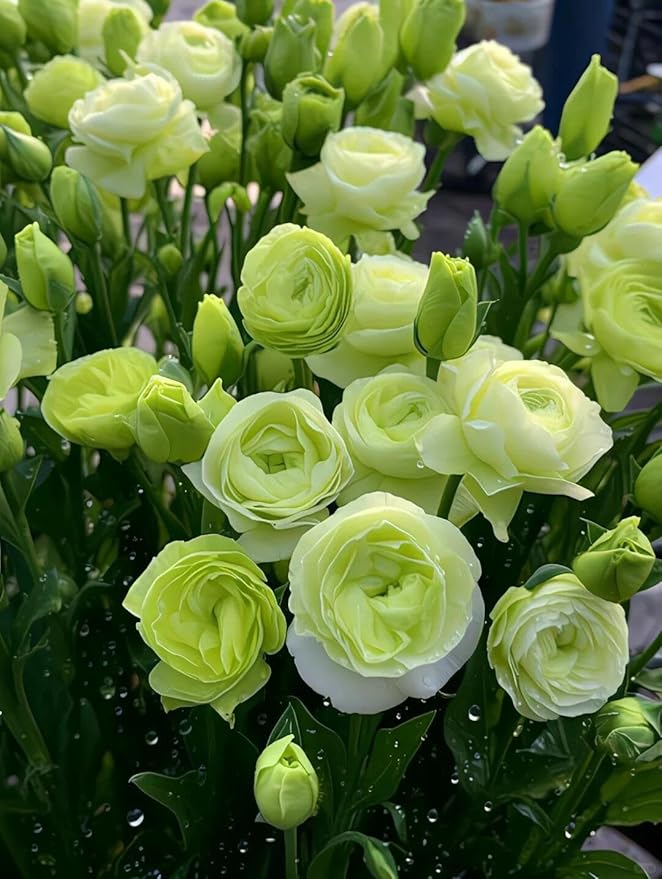 Eustoma Eustoma Grandiflorum Flower Seeds for Planting – Elegant Blooms for Garden Borders and Floral Arrangements