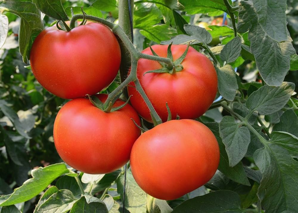 Tomato Solanum lycopersicum Kasten Globa vegetable seeds for planting in balcony containers or kitchen gardens