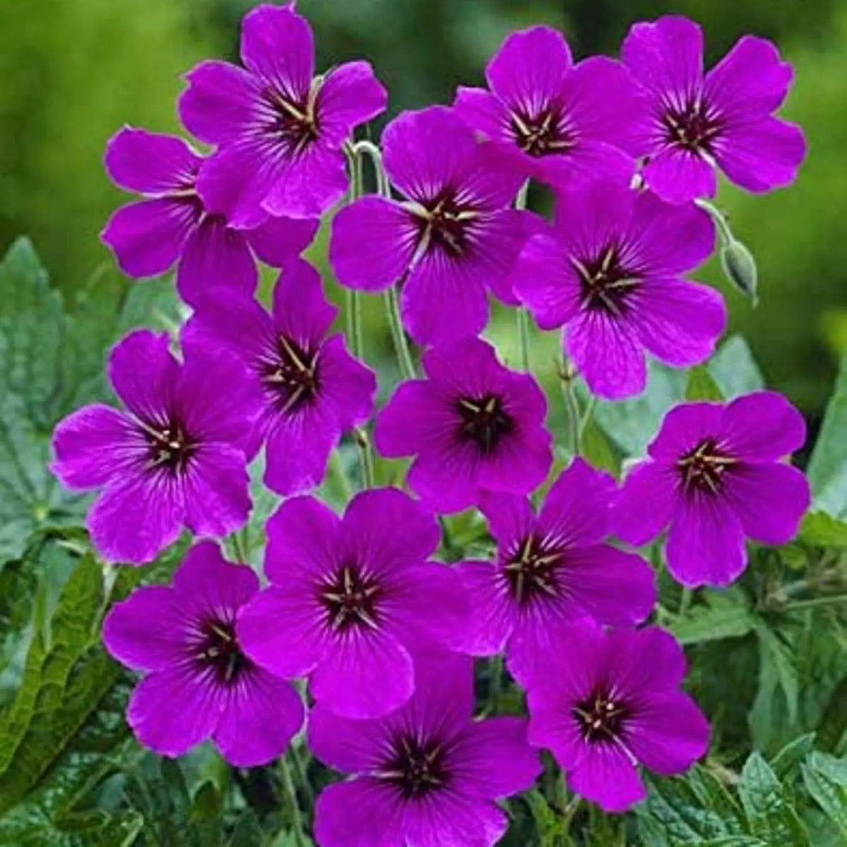Purple Geranium Flower Seeds for Planting - Heirloom & Non-GMO Seeds Dhara Seeds