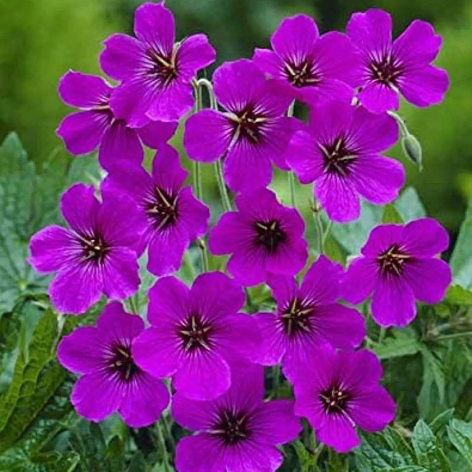 Purple Geranium Flower Seeds for Planting - Heirloom & Non-GMO Seeds Dhara Seeds