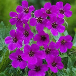 Purple Geranium Flower Seeds for Planting - Heirloom & Non-GMO Seeds Dhara Seeds