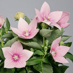 Pink balloon flower seeds Platycodon Grandiflorus for planting