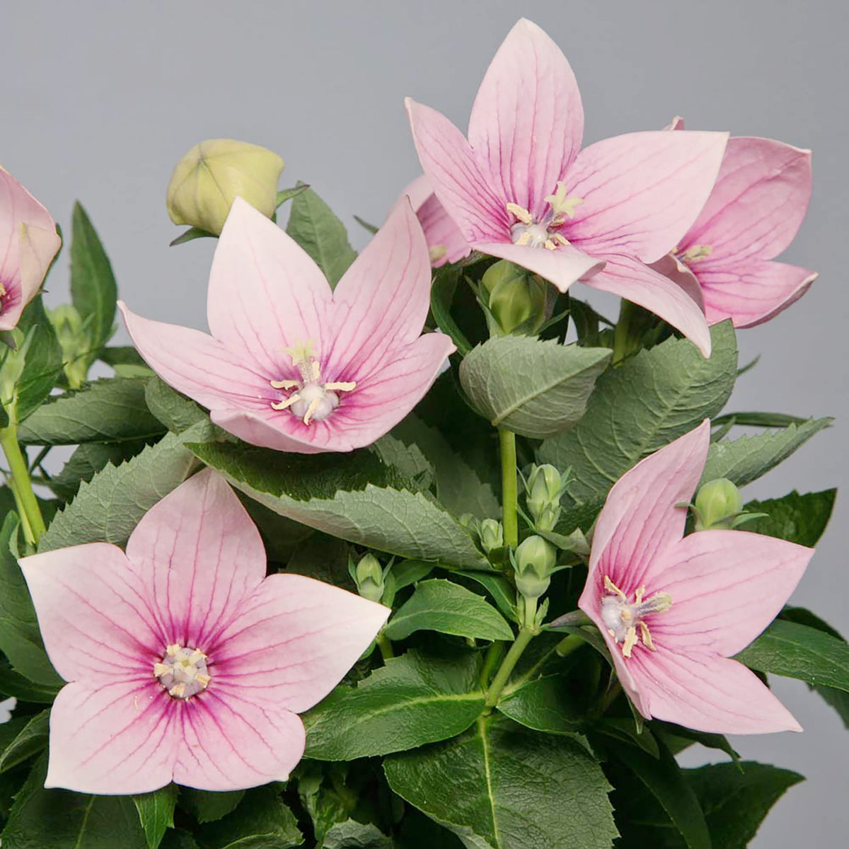 Pink balloon flower seeds Platycodon Grandiflorus for planting