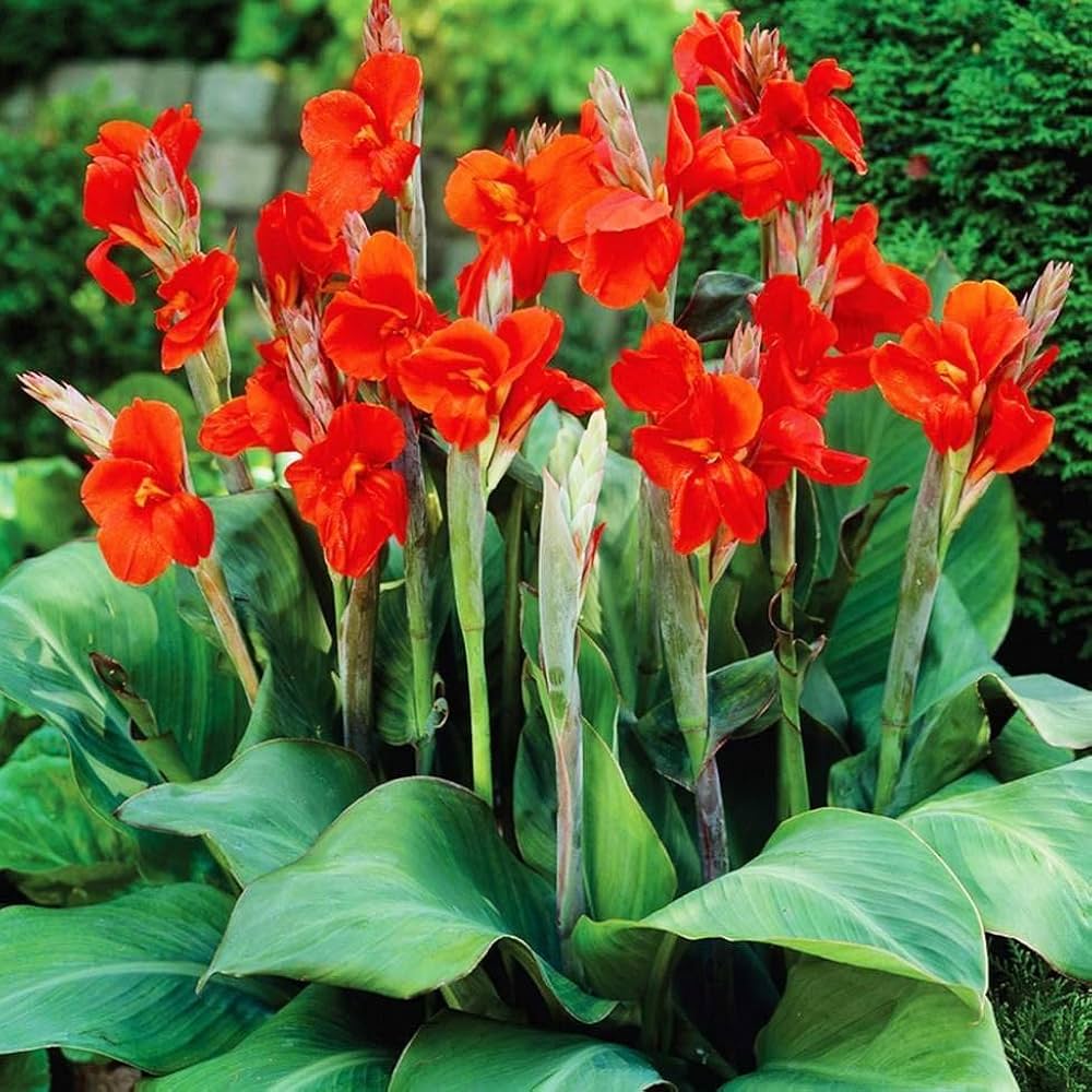 Canna Plant Seeds for Planting, 100 seeds for planting in home garden