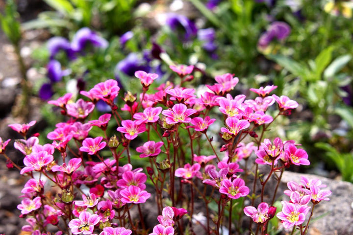 Heirloom Non-GMO Saxifraga Pink Flower Seeds for Planting – Hardy Perennial Blooms for Rock and Alpine Gardens