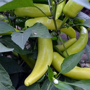 Pepper Capsicum Annuum Hot Hungarian Yellow Wax Vegetable Seeds for Planting – Spicy Variety for Kitchen Garden and Pickling