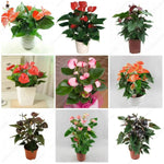 Mixed Anthurium Andraeanu Flower Seeds for planting in home garden