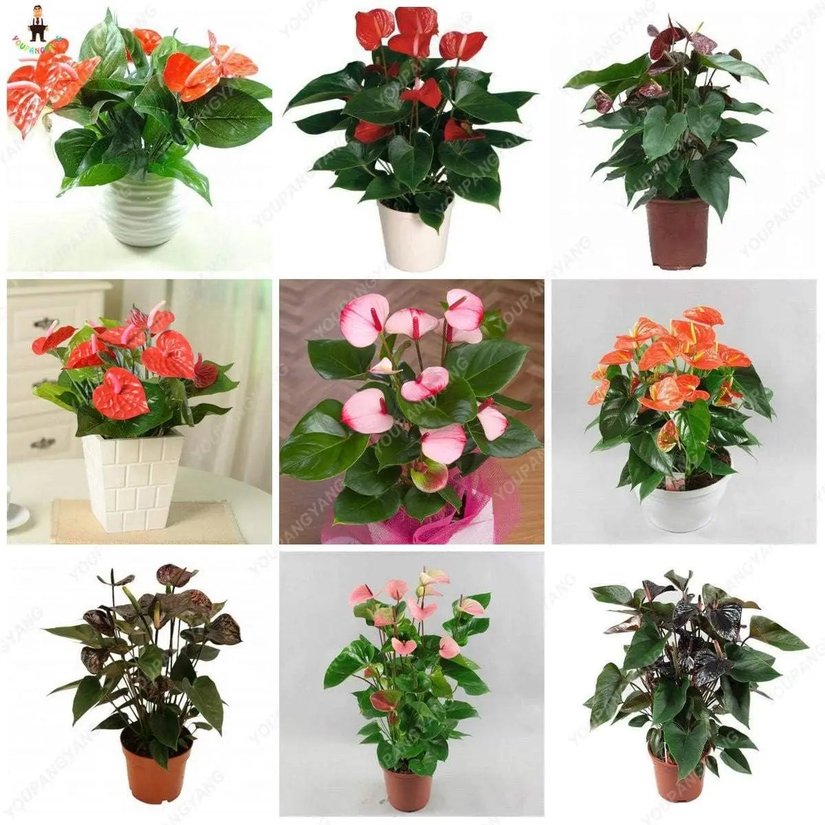 Mixed Anthurium Andraeanu Flower Seeds for planting in home garden