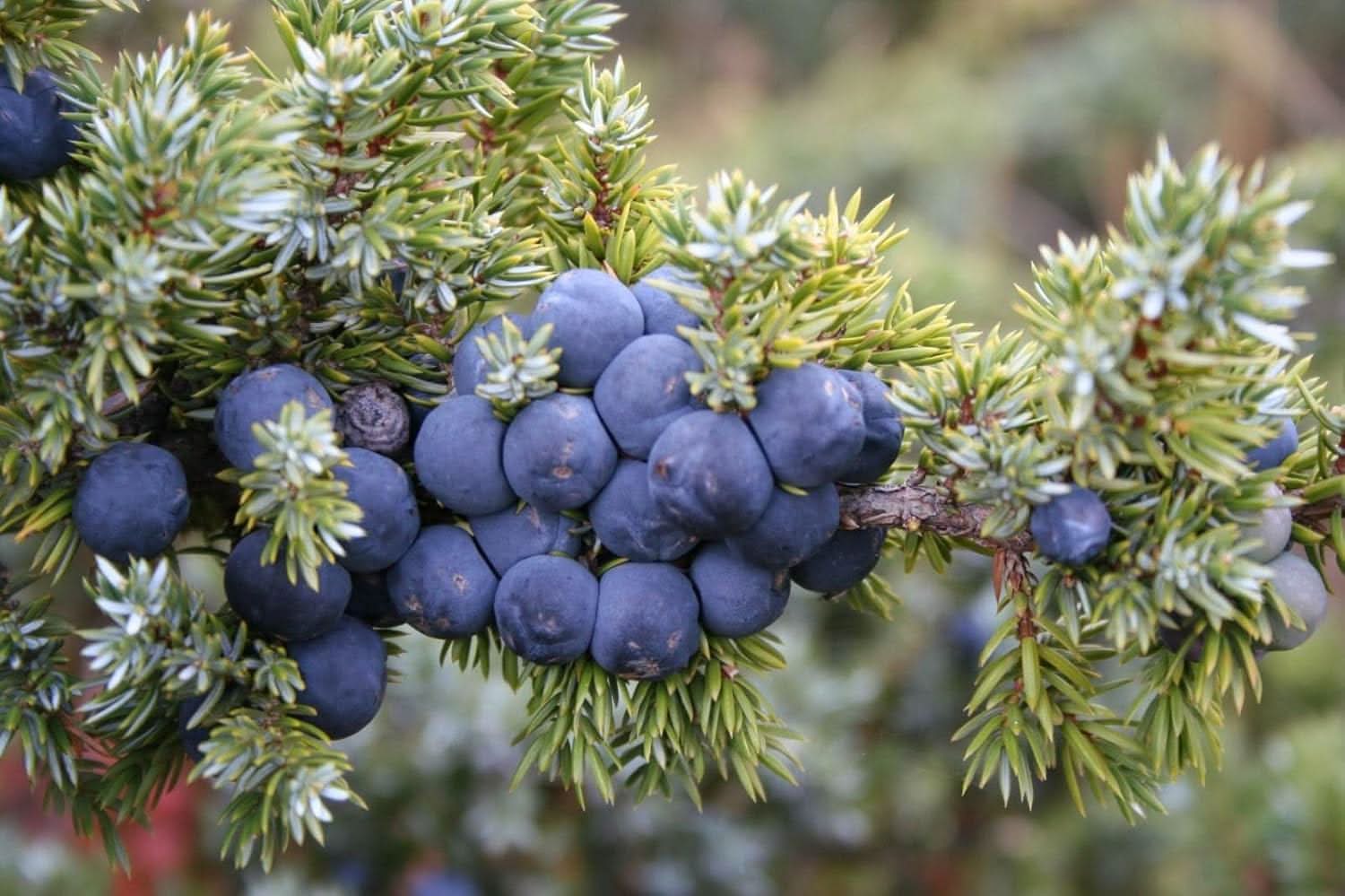 Juniper Fruit Seed Set for Unique and Flavorful Fruit Production