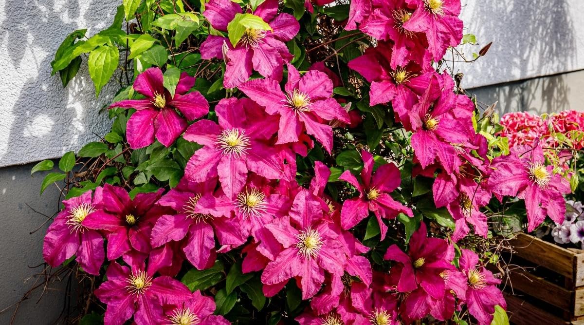 Clematis Flower Seeds for Planting Clematis Viticella trellis garden vertical space