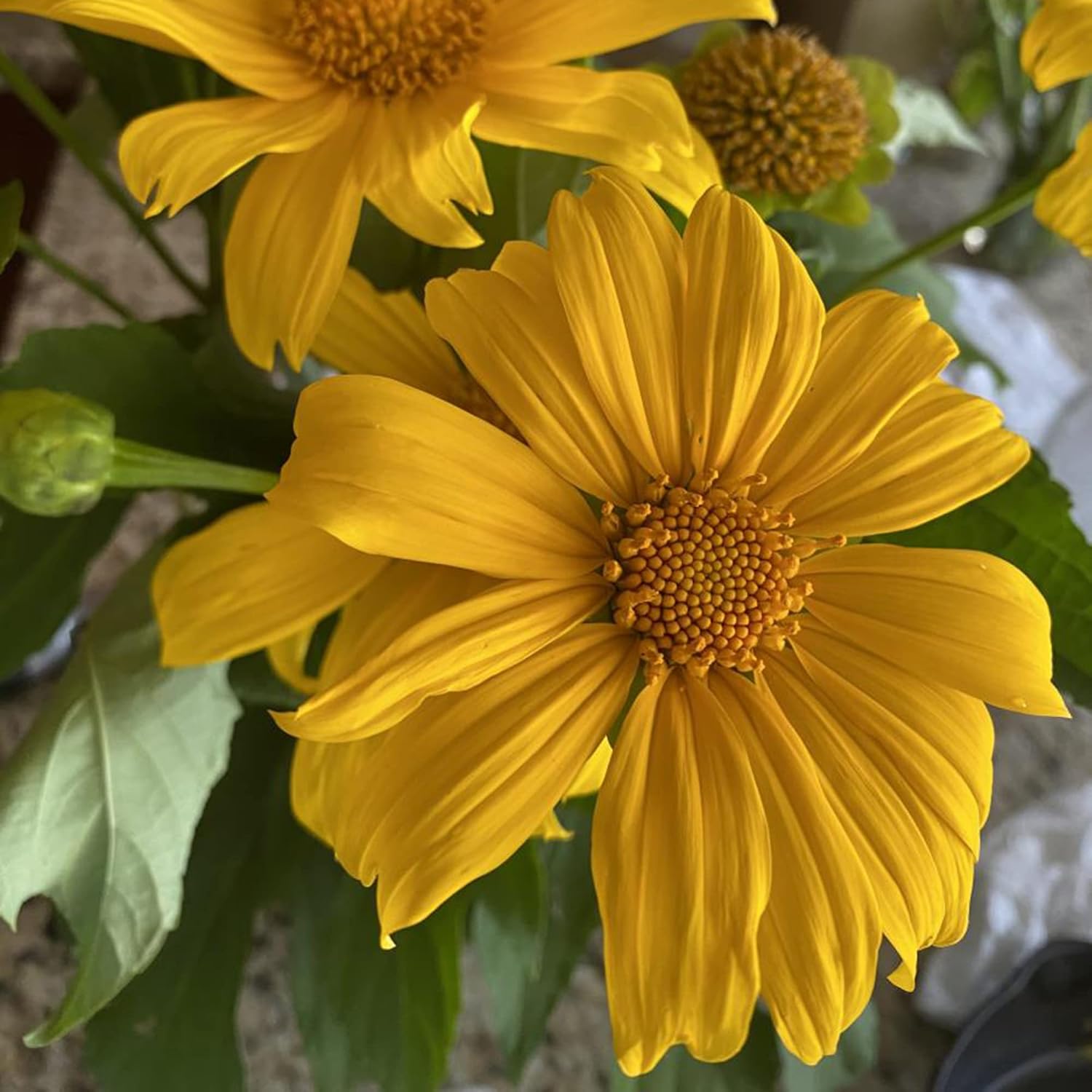 Yellow Mexican Sunflower Seeds