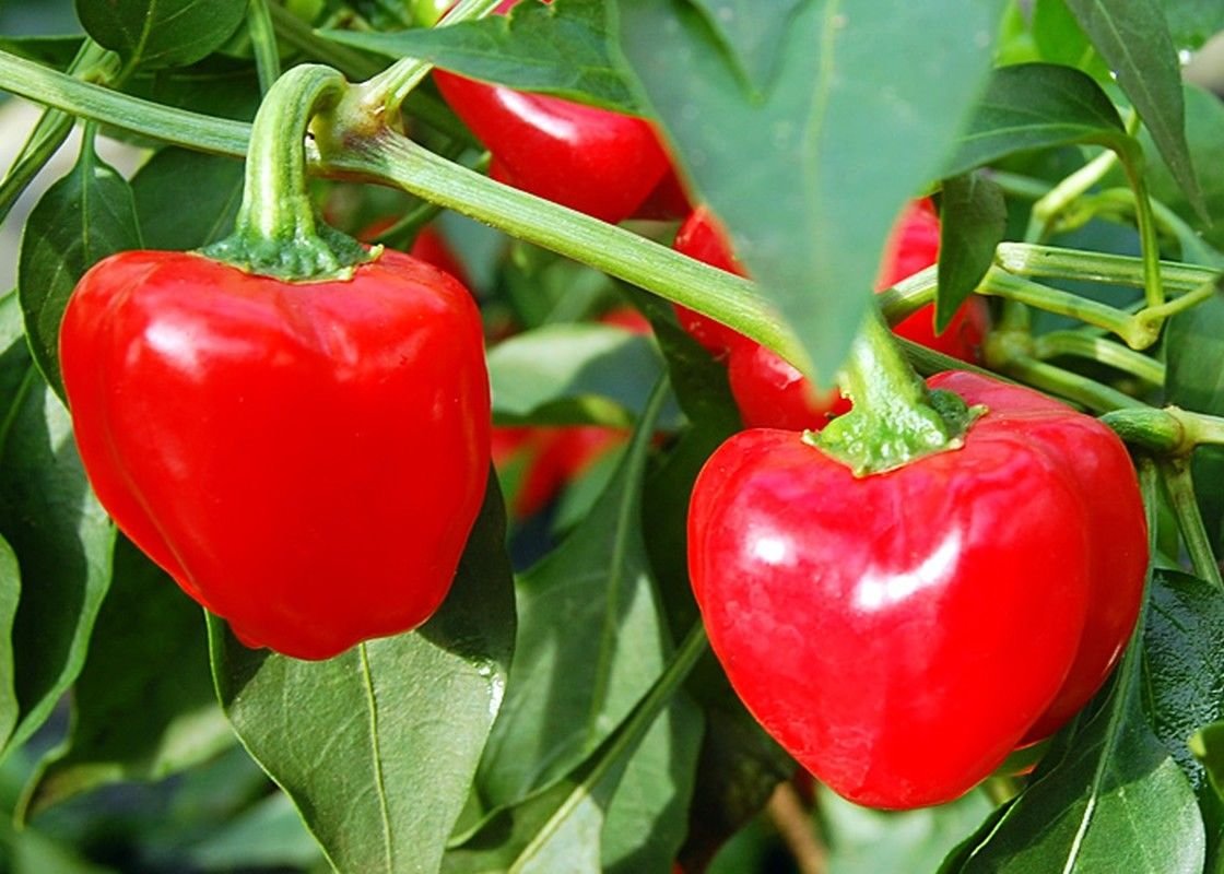 Pepper Capsicum Chinense Trinidad Cherry Sweet Mild Vegetable Seeds for Planting – Perfect for Flavorful Harvest and Container Growing