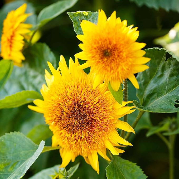 Sunflower Helianthus Annuus Flower Seeds for Planting – Home Garden & Backyard