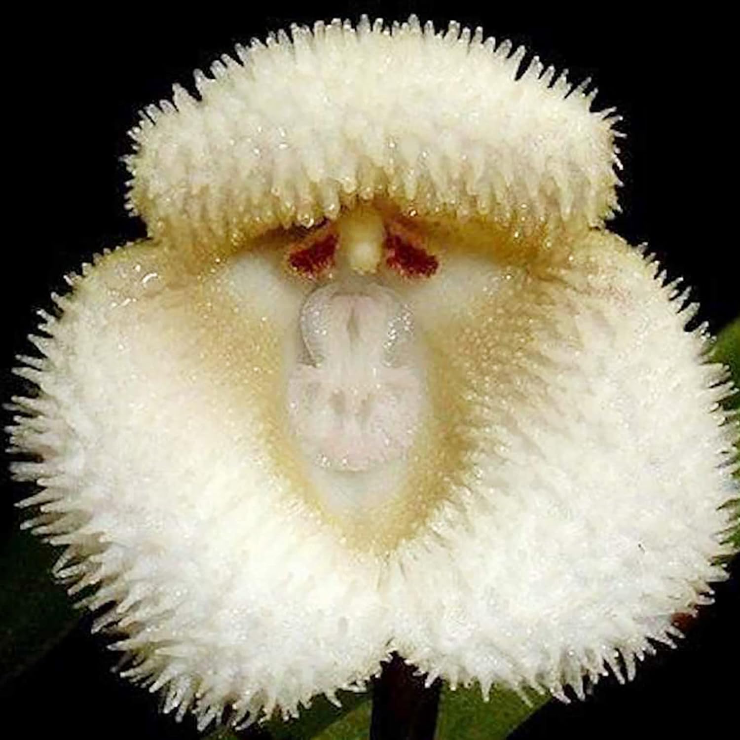 Monkey Face Orchid Seeds