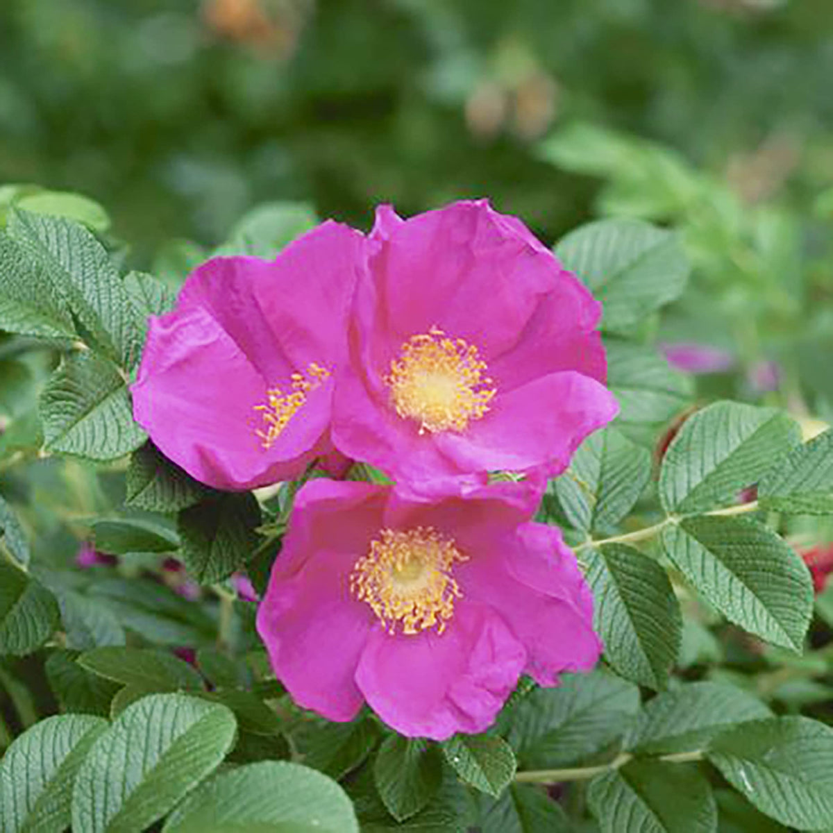 Fragrant Rugosa Roses Red Rugosa Rose Seeds – Beautiful, Fragrant Flowering Shrub – Dharaseeds