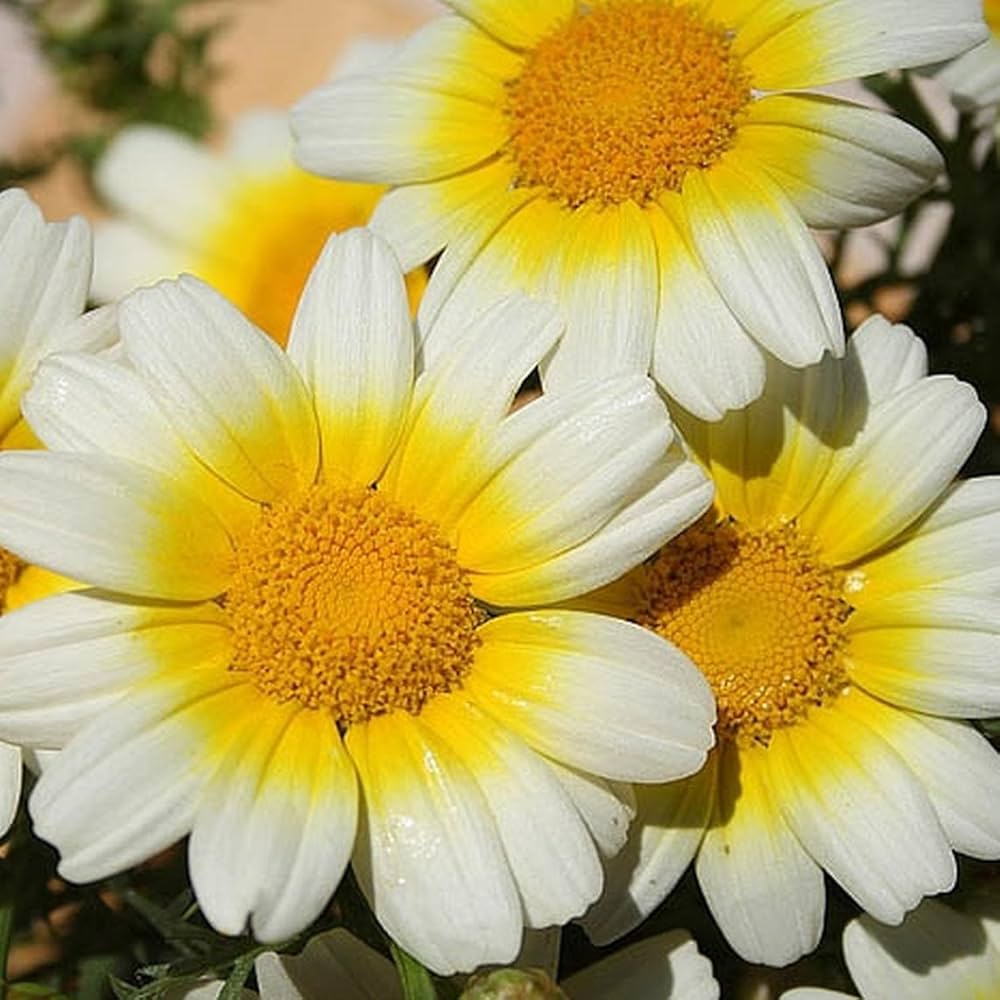 Chrysanthemum Coronarium Garland Daisy for planting in flower bed