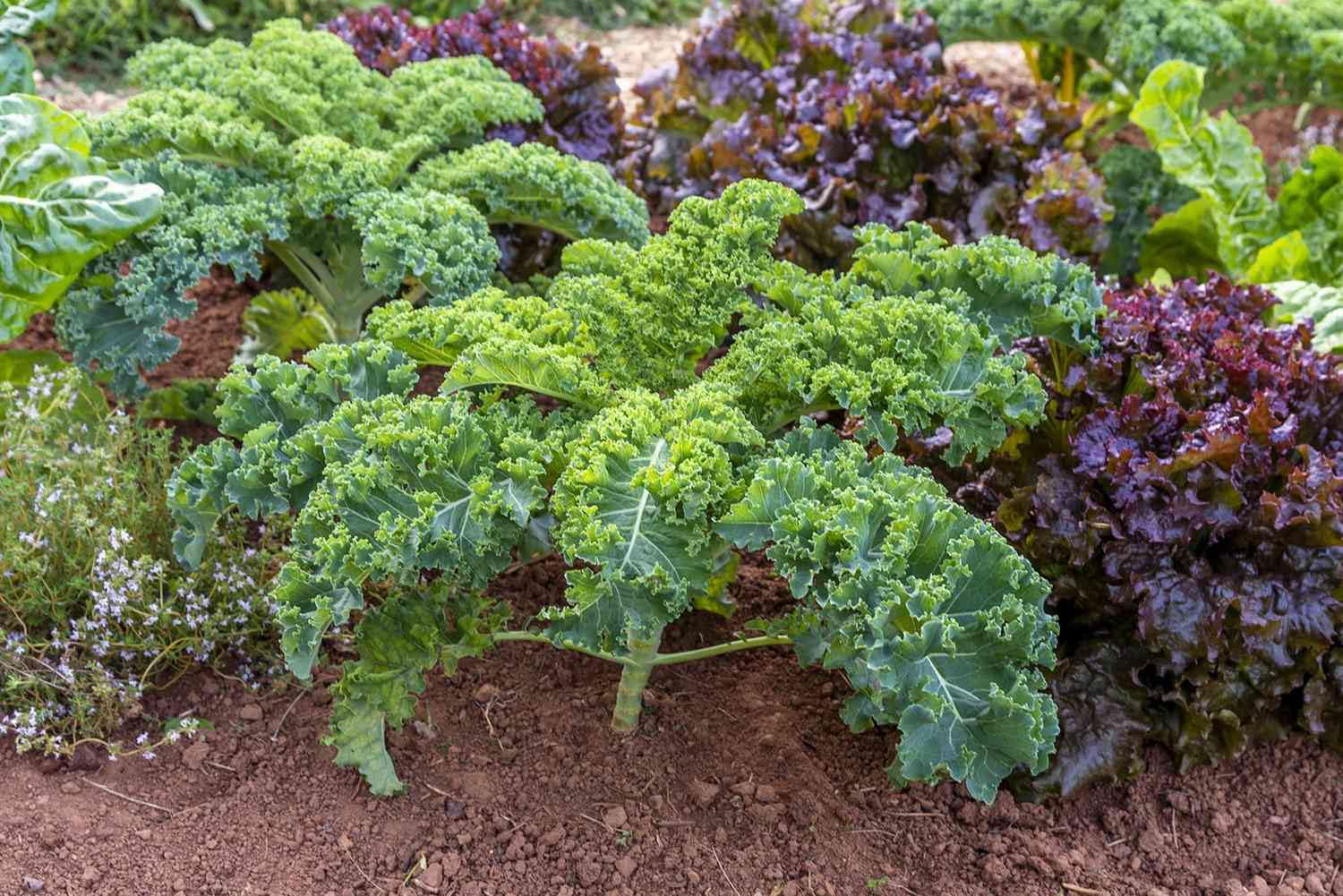 Kale Plant Seeds for Planting