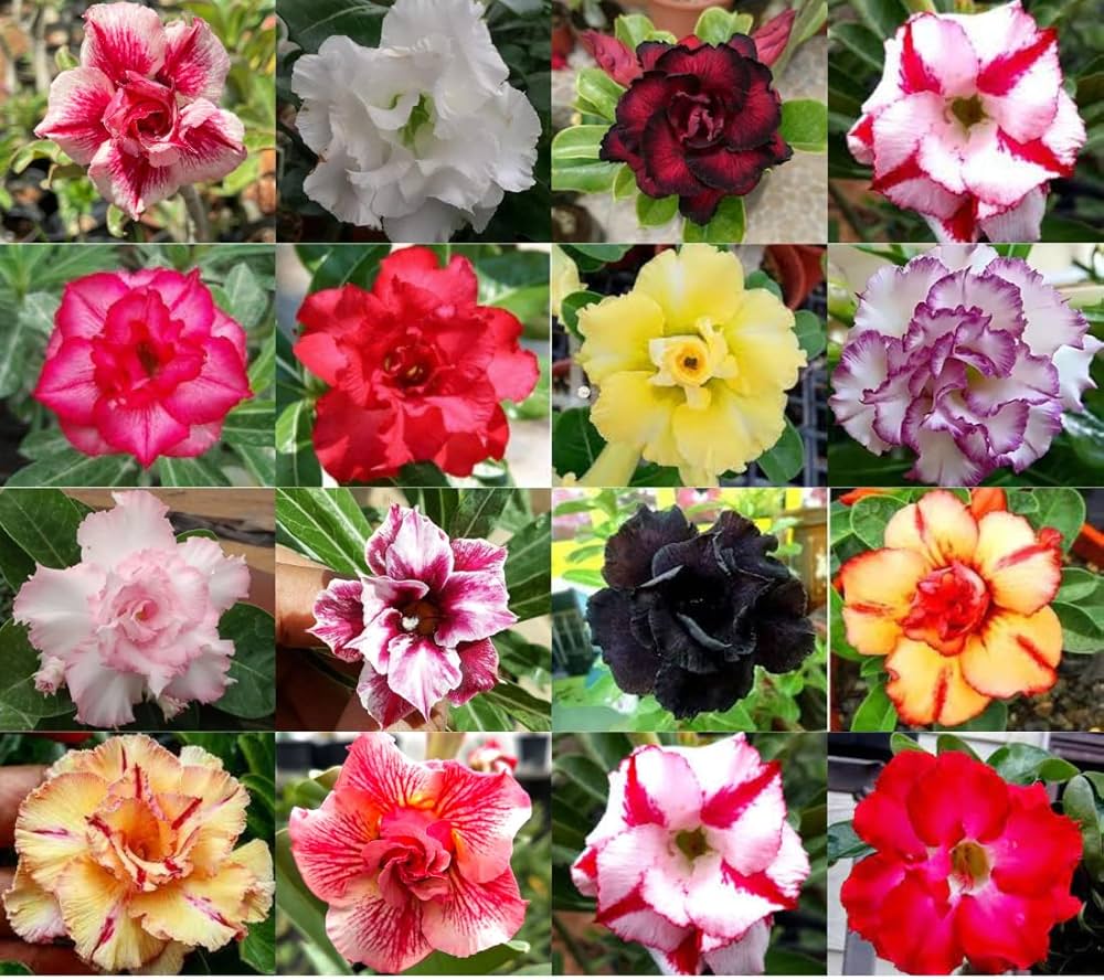 Desert Rose Adenium Obesum Flower Seeds for Planting – Rare Fresh Seeds Suitable for Bonsai and Decorative Pots