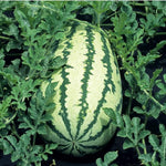 juicy red-fleshed watermelon slices from heirloom Klondike variety

