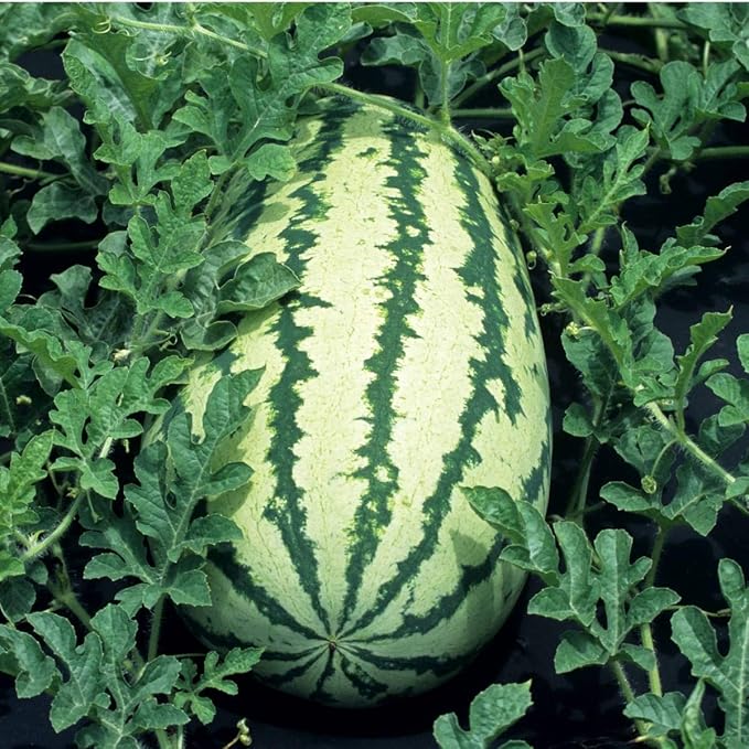 juicy red-fleshed watermelon slices from heirloom Klondike variety

