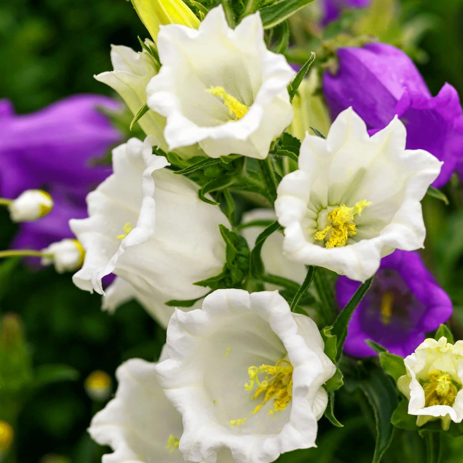 Campanula Campanula medium flower seeds for backyard gardening
