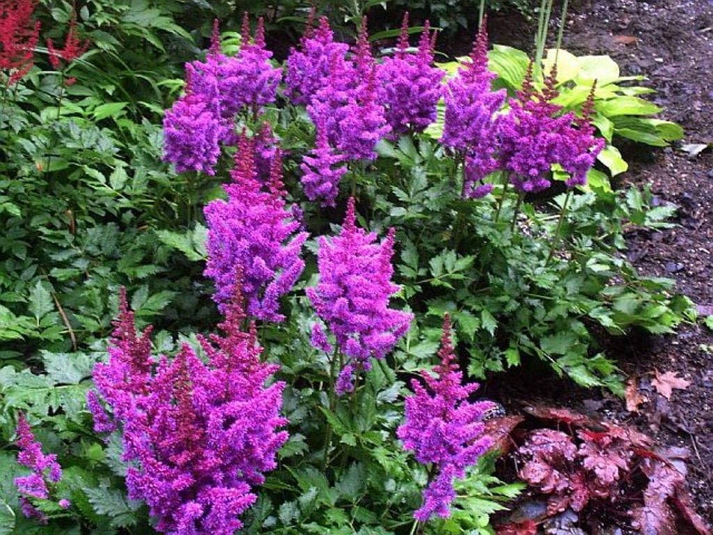 Astilbe Nemo Bulbs