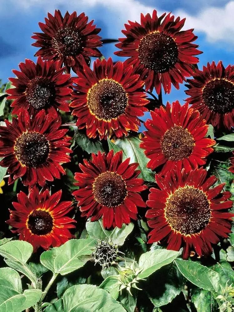 Red Mini Sunflower Seeds for Planting – Dwarf Variety, Ideal for Pots & Borders, Non-GMO for planting in home garden