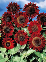 Red Mini Sunflower Seeds for Planting – Dwarf Variety, Ideal for Pots & Borders, Non-GMO for planting in home garden