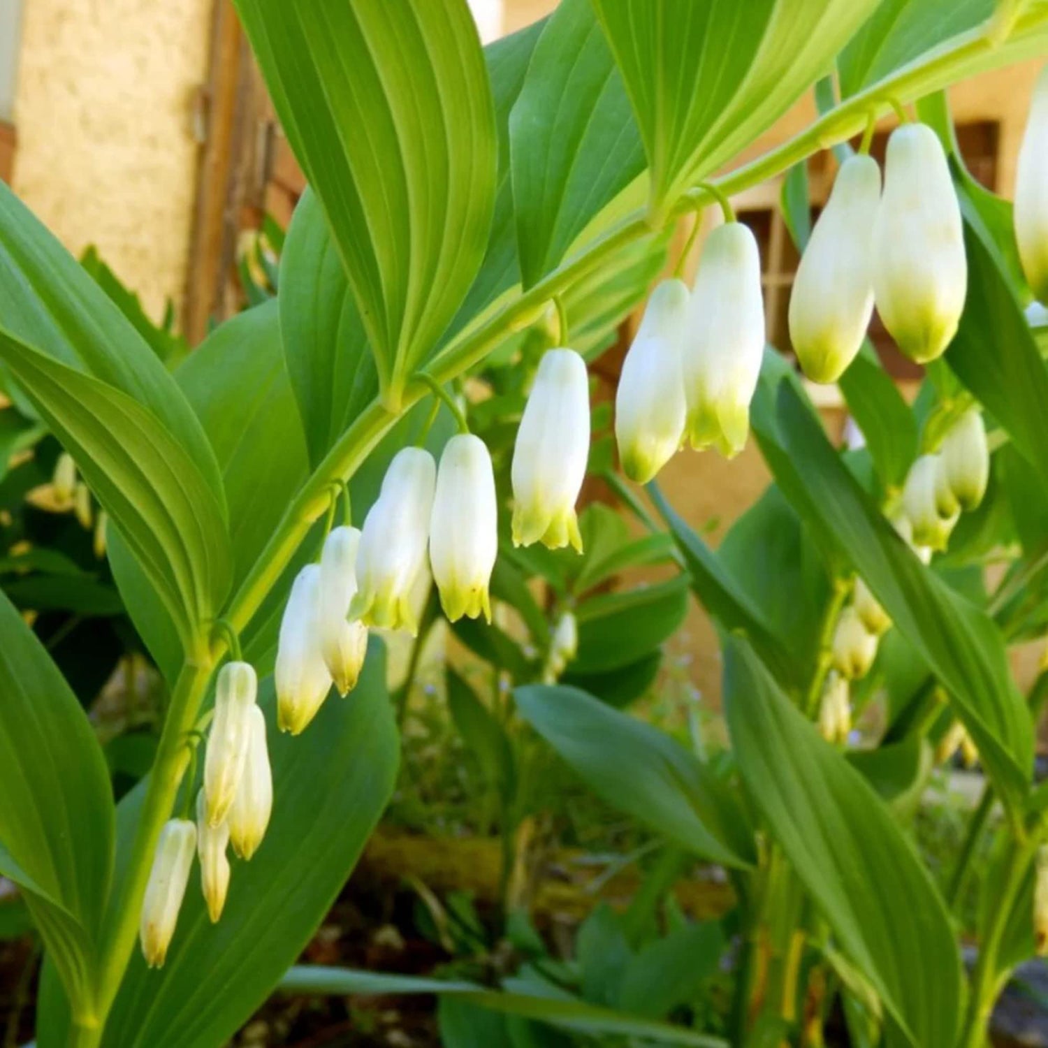 Solomon’s Seal Polygonatum odoratum Flower Seeds for Planting