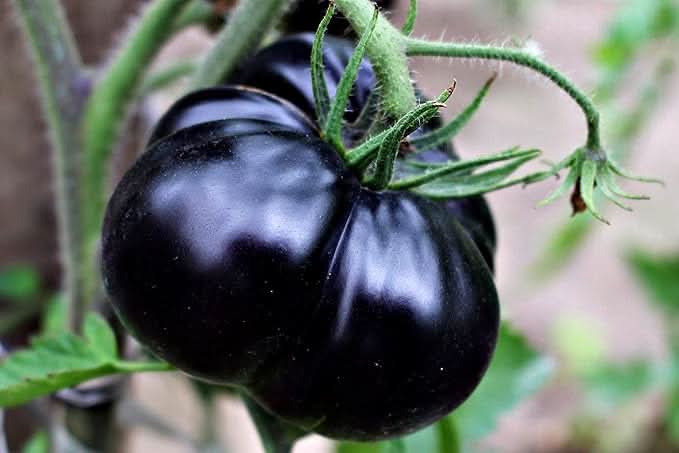 Gaint Black Tomato Seeds for Planting