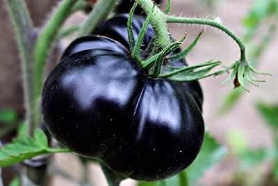 Giant black tomato Solanum lycopersicum seeds for planting in backyard garden