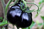 Giant black tomato Solanum lycopersicum seeds for planting in backyard garden