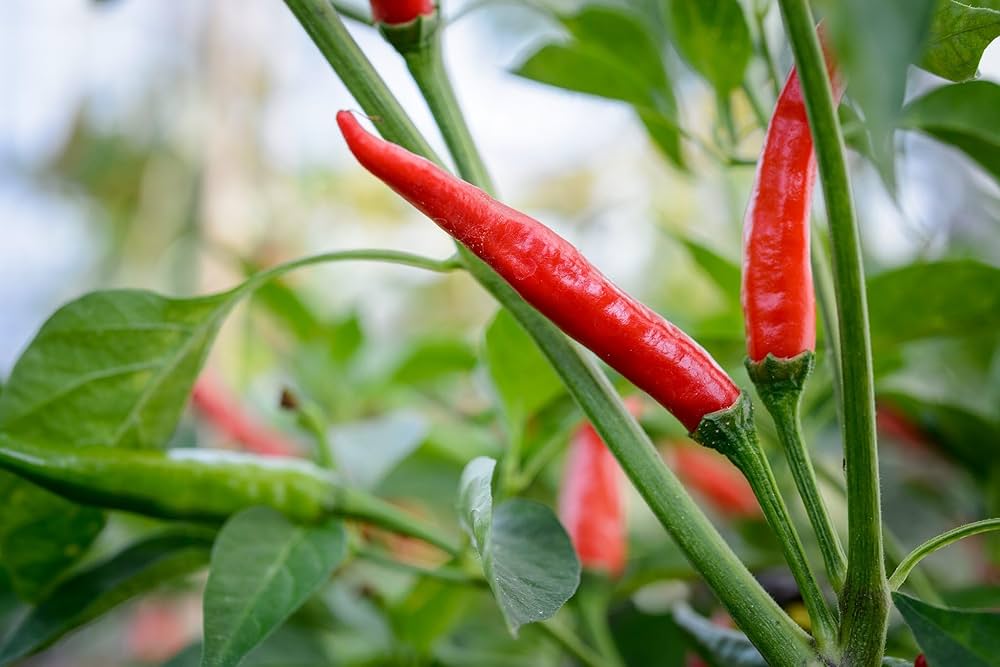 Kashmiri Chili Pepper Vegetable Seeds Capsicum annuum for Spicy Indian Kitchen Garden Planting