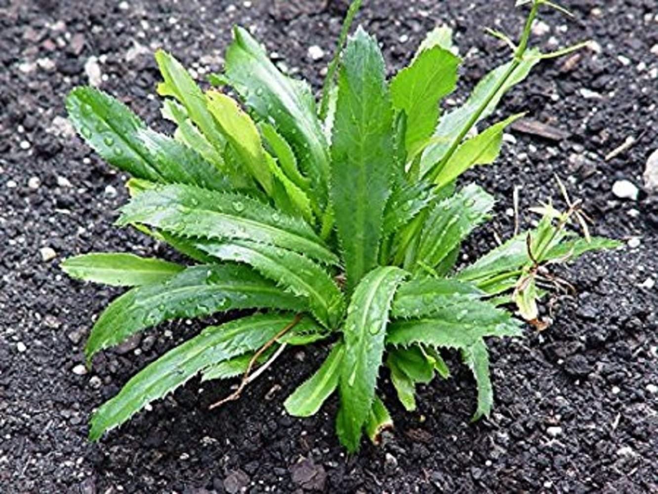 Green Vietnamese Culantro Plant Seeds for Gardening and Cooking – Fresh Herb for Your Garden