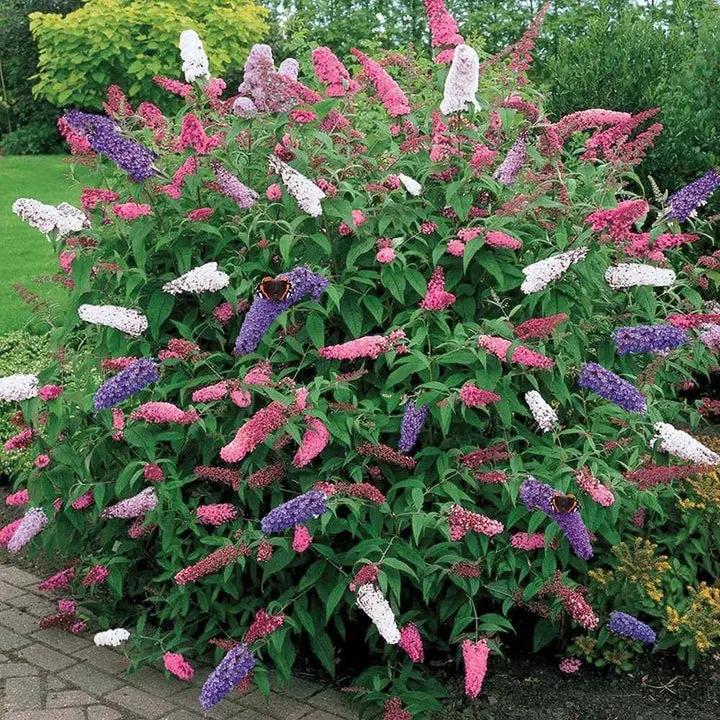 Mixed Butterfly Bush Flower Seeds for Planting, NON GMO Seeds Dhara Seeds