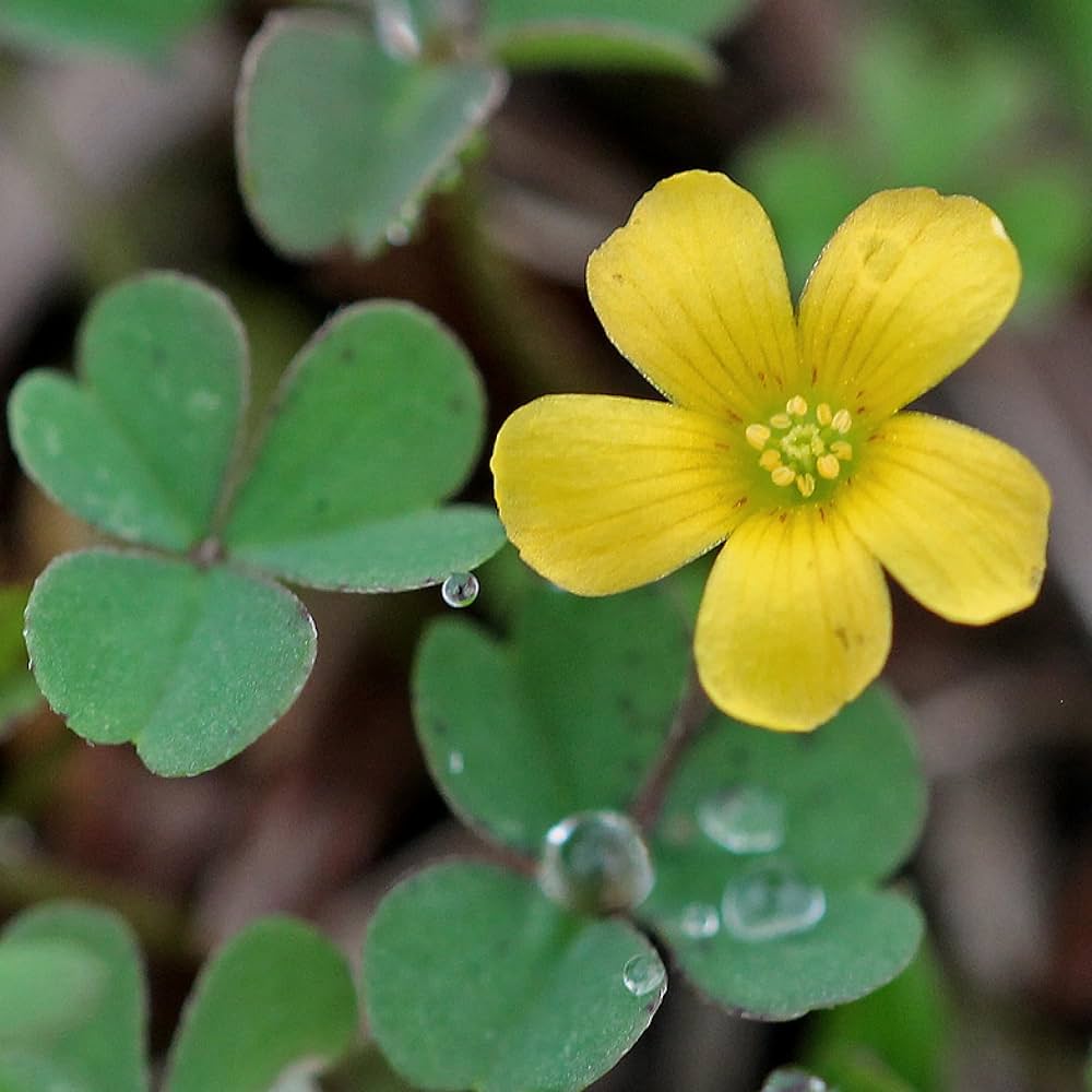 Creeping Woodsorrel Oxalis corniculata Seeds for Planting in Lawn