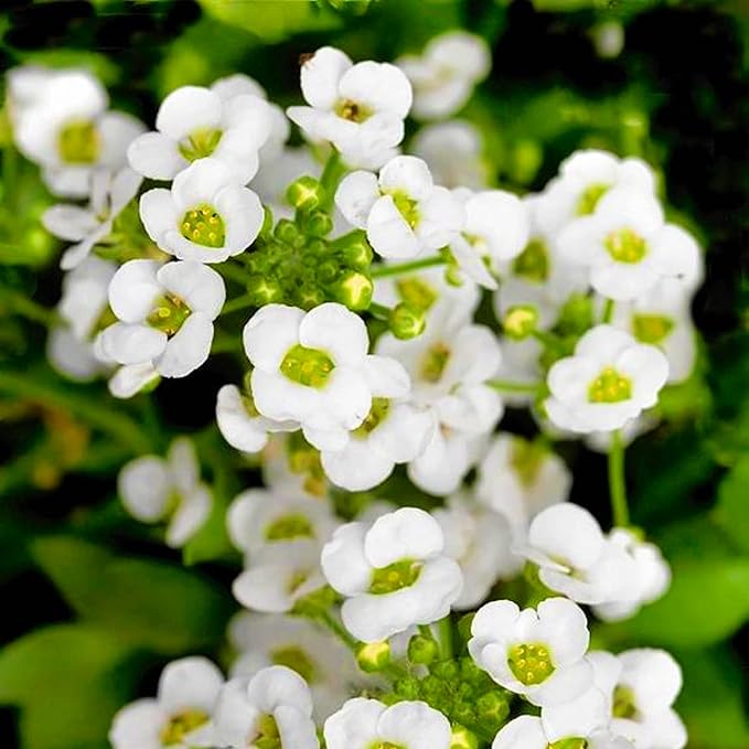 Alyssum Seeds - Tiny Tim