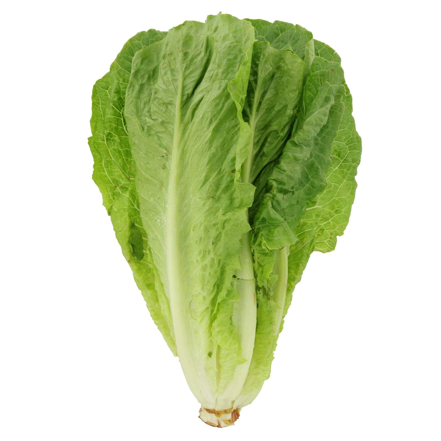 Romaine Lettuce Seeds Super Red Romaine