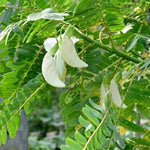 Heron Flower Seeds for Planting, NON GMO Seeds Dhara Seeds